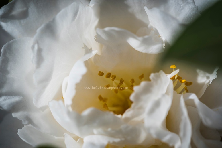 close up of white pheony flower
